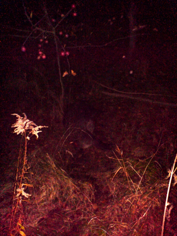 mrtvý divoký prase.... / a dead wild pig...